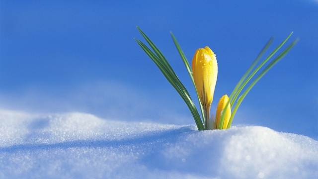crocus_flower_drops_snow_spring_awakening_20861_1920x1080