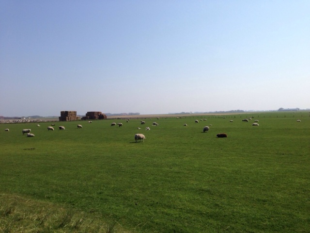 Campos e muitas ovelhas de Texel